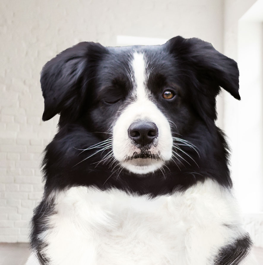 schwarz-weiß zwinkernder Hund